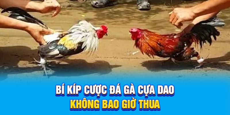 Bí kíp cược đá gà cựa dao không bao giờ thua