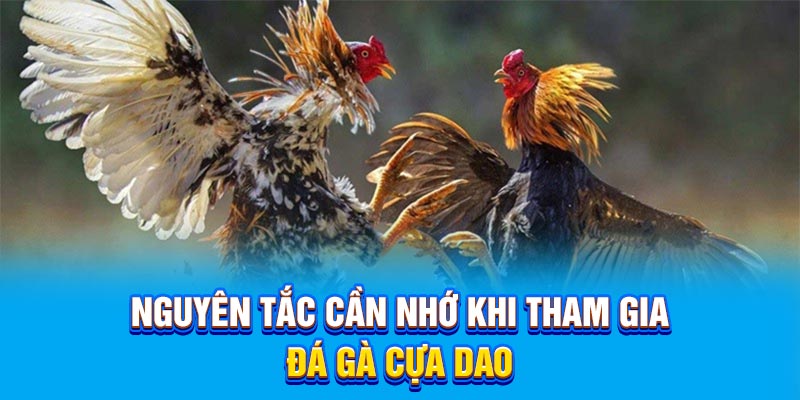 Nguyên tắc cần nhớ khi tham gia đá gà cựa dao