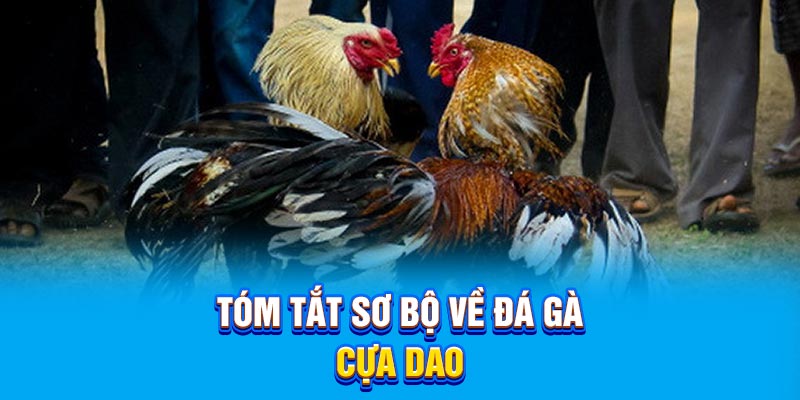 Tóm tắt sơ bộ về đá gà cựa dao